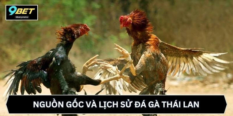 Nguồn gốc và lịch sử đá gà Thái Lan