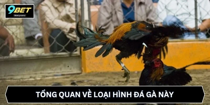 Tổng quan về loại hình đá gà này